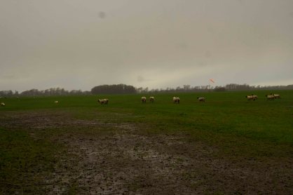 Sheep Field